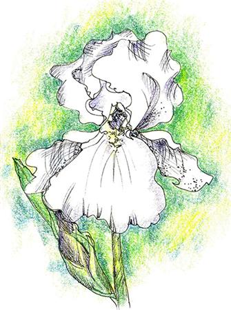 click here to view larger image of White Iris (chart)