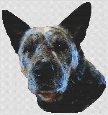 click here to view larger image of Ringo - Australian Cattle Dog (chart)