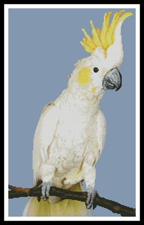 click here to view larger image of Sulphur Crested Cockatoo (chart)