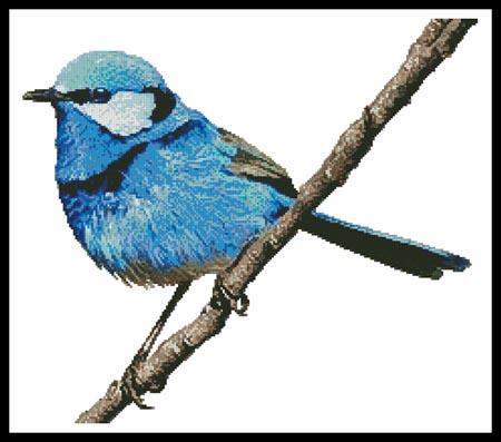 click here to view larger image of Male Splendid Fairy Wren 2 (chart)