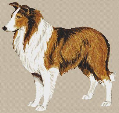 click here to view larger image of Rough Collie (chart)