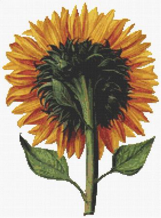 click here to view larger image of Sunflower Seen From the Back (Daniel Froesch) (chart)