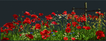click here to view larger image of Poppies - On Black Aida (counted cross stitch kit)