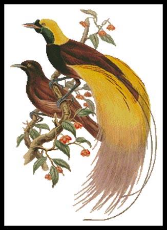 click here to view larger image of Greater Bird of Paradise  (John Gould) (chart)