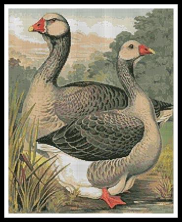 click here to view larger image of Toulouse Geese (chart)