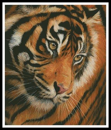 click here to view larger image of Tiger Face Portrait  (David Stribbling) (chart)