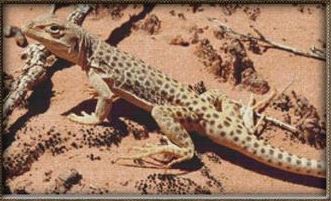 click here to view larger image of Desert Monitor (chart)