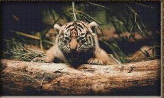click here to view larger image of Resting Tiger Cub (chart)