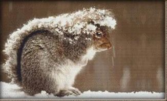 click here to view larger image of Snowy Squirrel (chart)