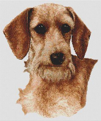 click here to view larger image of Wireharied Dachshund - Wheaten (chart)