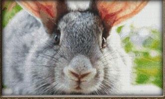 click here to view larger image of Gray Rabbit Close-Up (chart)