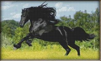 click here to view larger image of Majestic Black Stallion (chart)