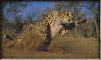 click here to view larger image of Leaping Cheetah (chart)