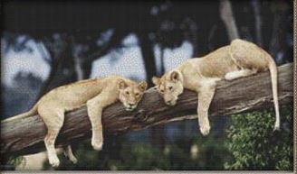 click here to view larger image of Two Resting Lions (chart)
