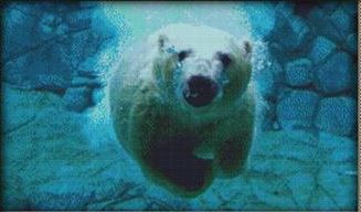 click here to view larger image of Swimming Polar Bear (chart)