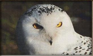 click here to view larger image of Scowling Snow Owl (chart)