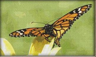 click here to view larger image of Takeoff Butterfly (chart)