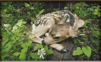 click here to view larger image of Resting Fawn (chart)