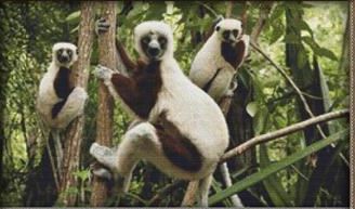 click here to view larger image of Two Lemurs (chart)