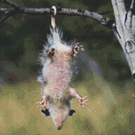 click here to view larger image of Dangling Opossum (chart)