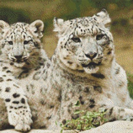 click here to view larger image of White Leopard Cubs (chart)