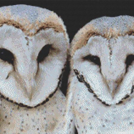 click here to view larger image of Two Barn Owls (chart)