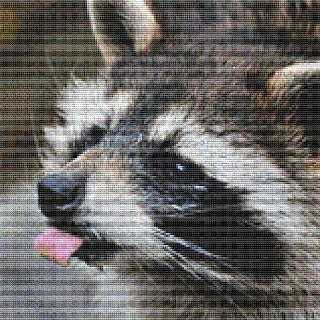 click here to view larger image of Licking Raccoon (chart)