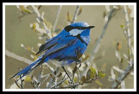 click here to view larger image of Male Splendid Fairy Wren 3 (chart)
