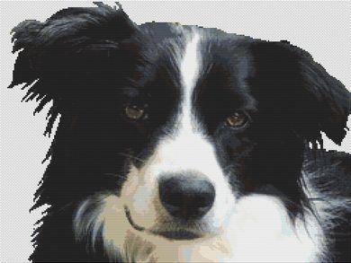 click here to view larger image of Border Collie (chart)