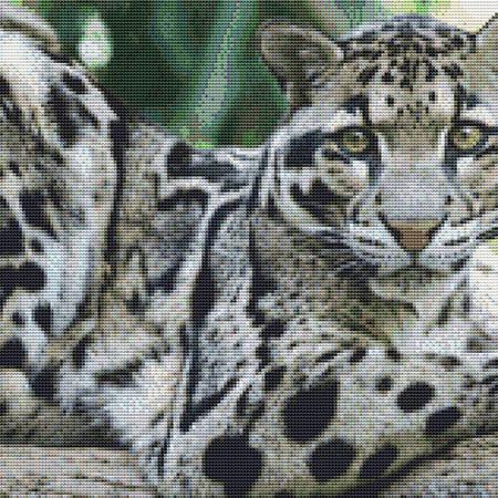 click here to view larger image of White Leopard (chart)