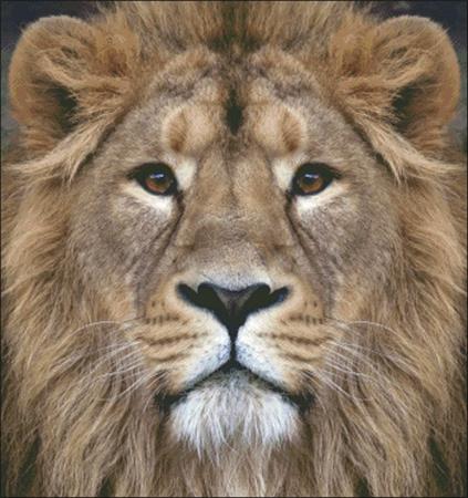 click here to view larger image of Lion Stare (chart)