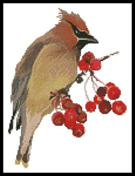 click here to view larger image of Waxwing  (Claire Harkness) (chart)