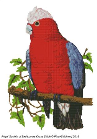 click here to view larger image of RSBL Cockatoo Rosebreasted (chart)
