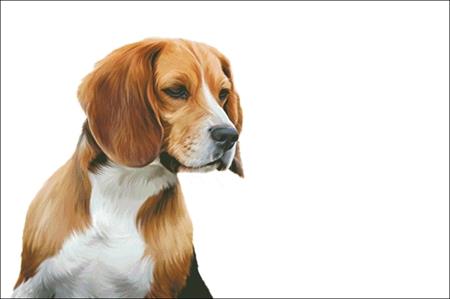 click here to view larger image of Beagle (chart)