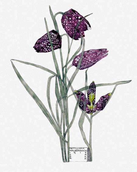 click here to view larger image of Fritillaria (chart)