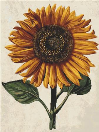 click here to view larger image of Sunflower With Background (Daniel Froesch) (chart)