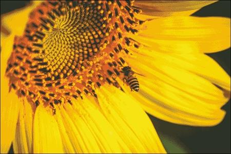 click here to view larger image of Honeybee Sunflower (chart)