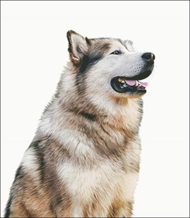 click here to view larger image of Alaskan Malamute (chart)