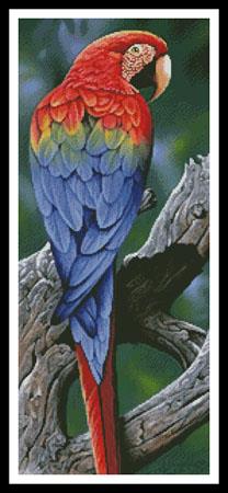 click here to view larger image of Scarlet Macaw  (chart)