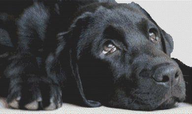click here to view larger image of Black Lab Sighs (chart)