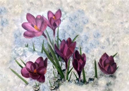 click here to view larger image of Winter Crocuses (chart)