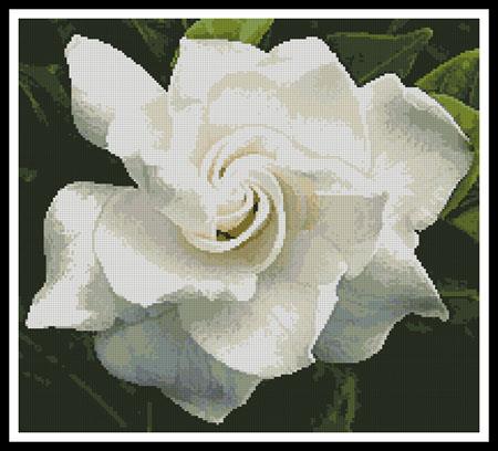 click here to view larger image of Gardenia (chart)