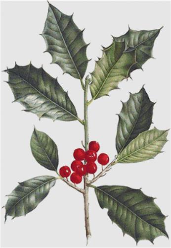 click here to view larger image of American Holly (chart)