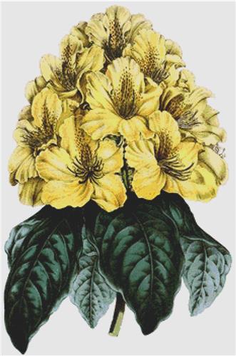 click here to view larger image of Rhododendrum Smithii Aureum (chart)