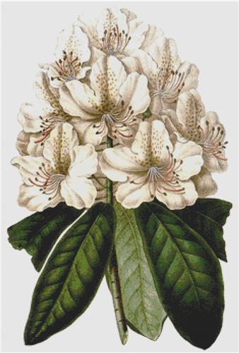 click here to view larger image of Rhododendron Carneum Elegantissimum (chart)