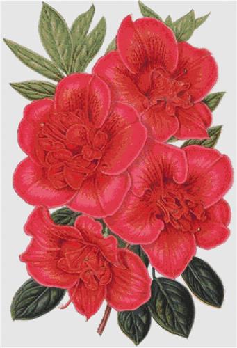 click here to view larger image of Azalea Indica François Devos (chart)