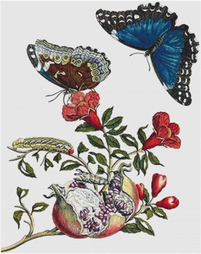 click here to view larger image of Pomegranate and Menelaus Blue Morpho (chart)