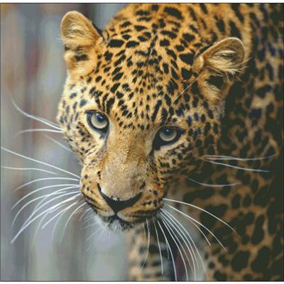 click here to view larger image of Leopard Stare (chart)