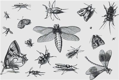 click here to view larger image of Collection of Insects (chart)