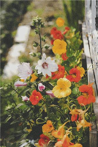click here to view larger image of Nasturtiums (chart)